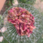 Autumn Rose Art Yarn