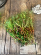 hand dyed teeswater locks