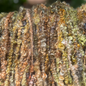 Handspun Angora (Mohair) Coil & Lock Spun Art Yarn – 78 Yards